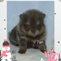Pika ~ AKC, a female Pomeranian for sale in Eatonville, WA – Photo 4 of 7