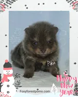 Pika ~ AKC, a female Pomeranian for sale in Eatonville, WA – Photo 4 of 7