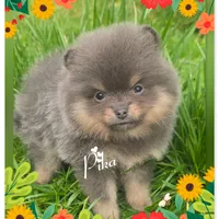 Pika ~ AKC, a female Pomeranian for sale in Eatonville, WA – Photo 1 of 7