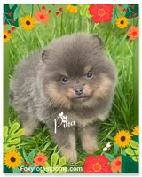 Pika ~ AKC, a female Pomeranian for sale in Eatonville, WA – Photo 1 of 7