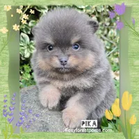 Pika ~ AKC, a female Pomeranian for sale in Eatonville, WA – Photo 2 of 7