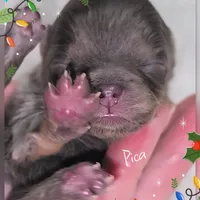 Pika ~ AKC, a female Pomeranian for sale in Eatonville, WA – Photo 6 of 7