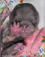 Pika ~ AKC, a female Pomeranian for sale in Eatonville, WA – Photo 6 of 7