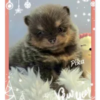 Pika ~ AKC, a female Pomeranian for sale in Eatonville, WA – Photo 3 of 7
