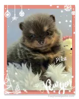 Pika ~ AKC, a female Pomeranian for sale in Eatonville, WA – Photo 3 of 7