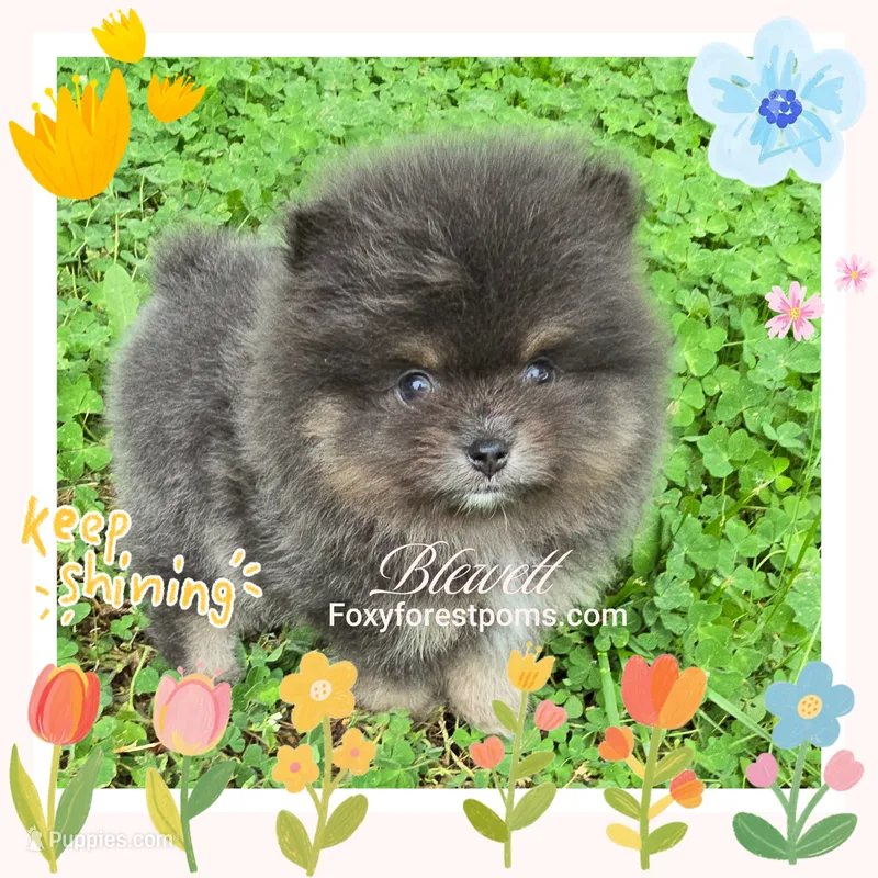 Blewett ~ AKC – Pomeranian puppy for sale in Eatonville, WA