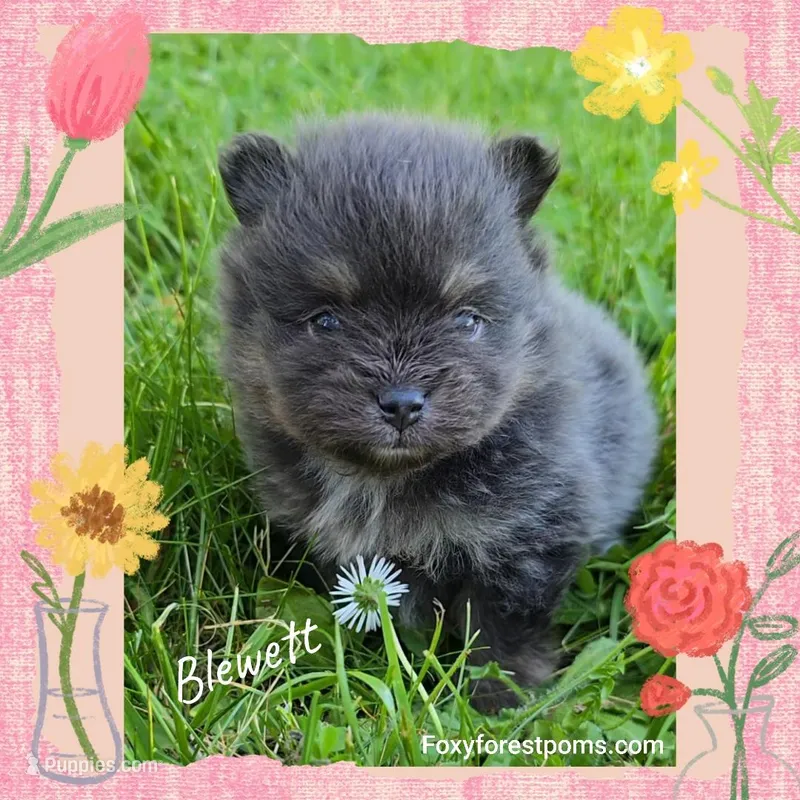 Blewett ~ AKC – Pomeranian puppy for sale in Eatonville, WA