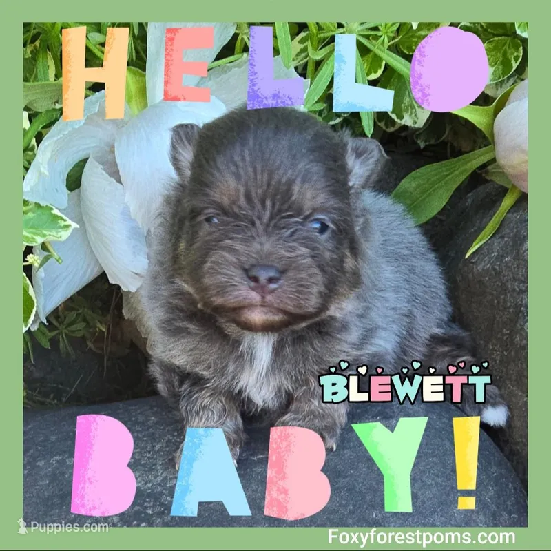 Blewett ~ AKC, a male Pomeranian for sale in Eatonville, WA – Photo 1 of 1