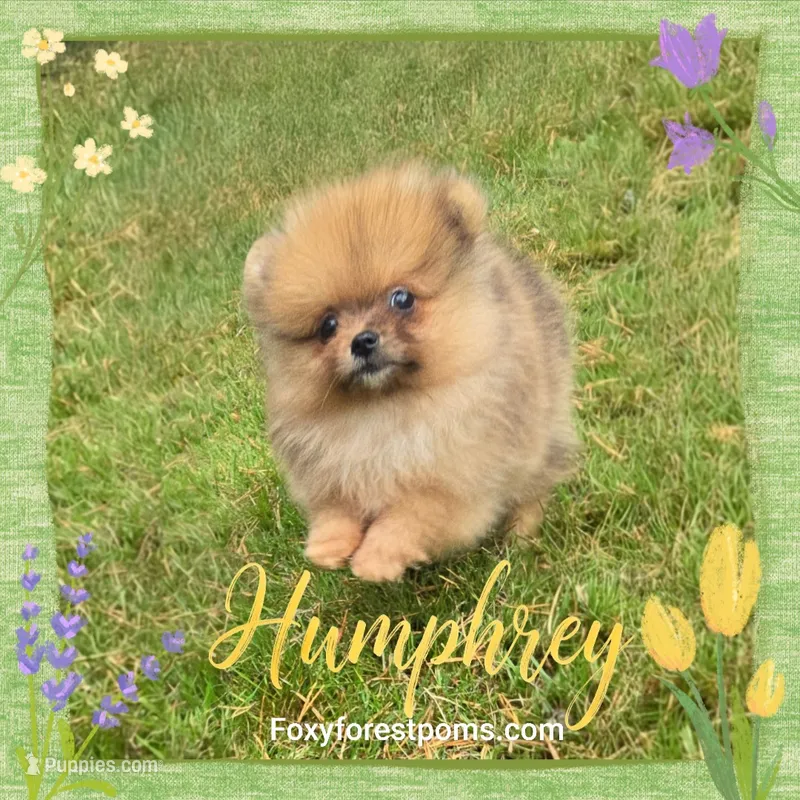 Humphrey ~ AKC – Pomeranian puppy for sale in Eatonville, WA