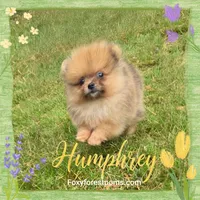 Humphrey ~ AKC, a male Pomeranian for sale in Eatonville, WA – 1 of 3