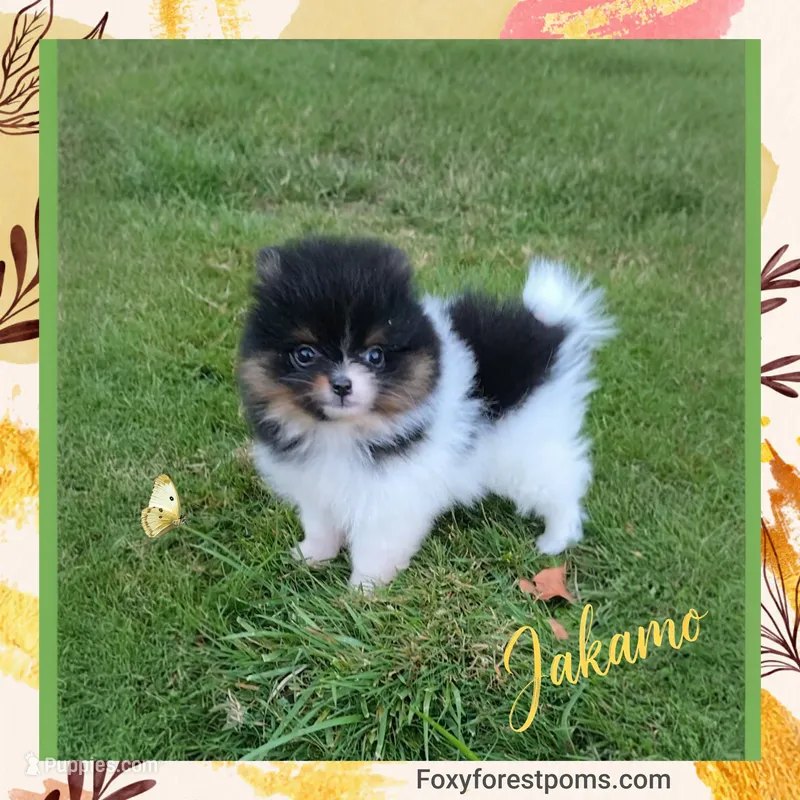 Jakamo ~ AKC – Pomeranian puppy for sale in Eatonville, WA