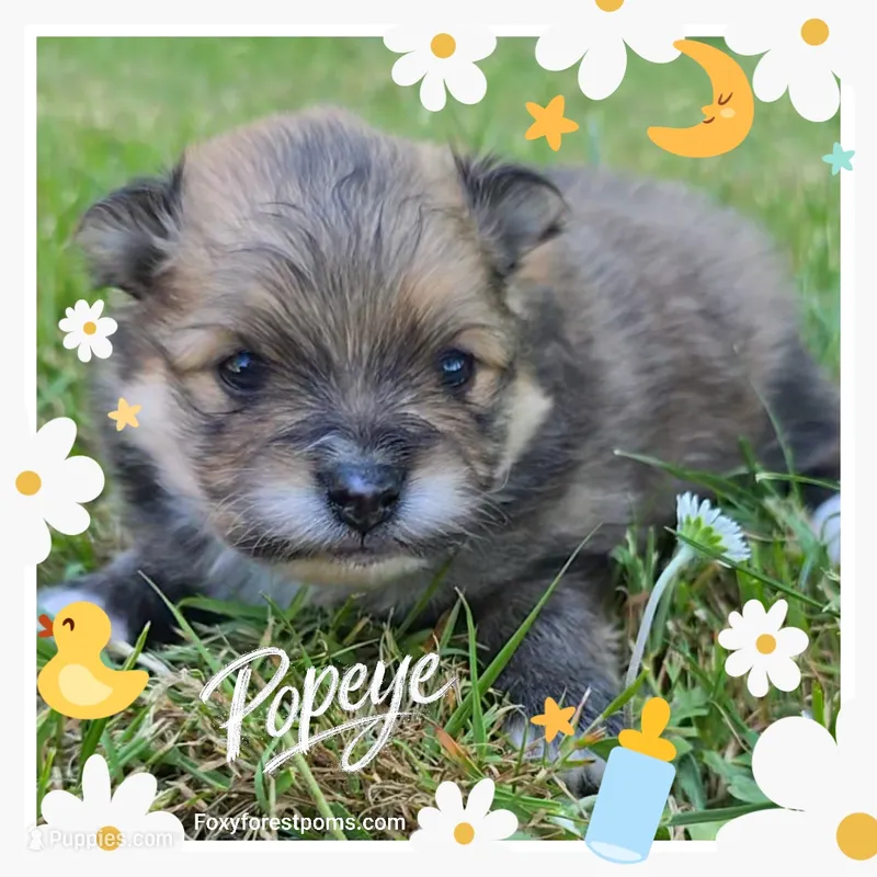 Popeye ~ AKC – Pomeranian puppy for sale in Eatonville, WA