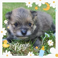 Popeye ~ AKC, a male Pomeranian for sale in Eatonville, WA – 1 of 1