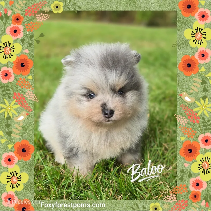 Baloo ~ AKC – Pomeranian puppy for sale in Eatonville, WA