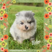 Baloo ~ AKC, a male Pomeranian for sale in Eatonville, WA – 5 of 6