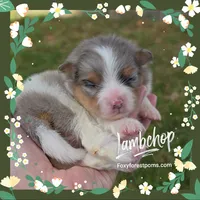 Lambchop ~AKC , a female Pomeranian for sale in Eatonville, WA – 1 of 1