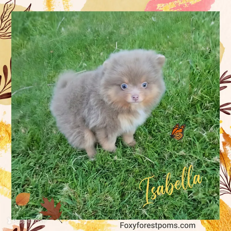 Isabella ~ AKC – Pomeranian puppy for sale in Eatonville, WA