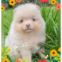 Cheetah ~ AKC, a female Pomeranian for sale in Eatonville, WA – Photo 1 of 7