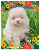 processed/2fb8f632-a30a-4766-9565-bd604c0e7eba/listing/410315b1-4b77-44c3-a7c3-7aa7dd816e0d/3c1dfdaf-cc7c-4d29-8d5e-1fc254168951