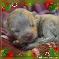 Cheetah ~ AKC, a female Pomeranian for sale in Eatonville, WA – Photo 5 of 7