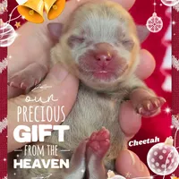 Cheetah ~ AKC, a female Pomeranian for sale in Eatonville, WA – Photo 7 of 7