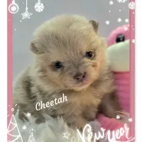 Cheetah ~ AKC, a female Pomeranian for sale in Eatonville, WA – Photo 3 of 7