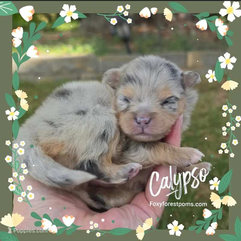 Calypso ~AKC – Pomeranian puppy for sale in Eatonville, WA