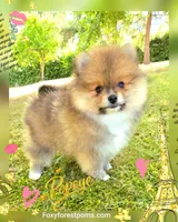 Popeye ~ AKC, a male Pomeranian for sale in Eatonville, WA – 2 of 7