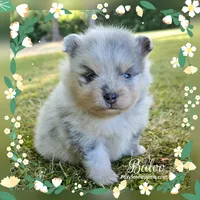 Baloo ~ AKC, a male Pomeranian for sale in Eatonville, WA – 4 of 6