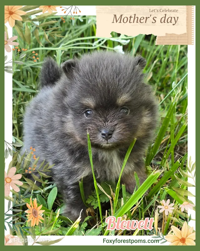 Blewett ~ AKC – Pomeranian puppy for sale in Eatonville, WA