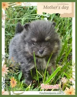 Blewett ~ AKC, a male Pomeranian for sale in Eatonville, WA – 3 of 5