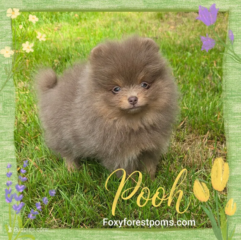 Pooh ~ AKC – Pomeranian puppy for sale in Eatonville, WA