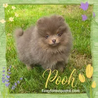 Pooh ~ AKC, a male Pomeranian for sale in Eatonville, WA – 1 of 6