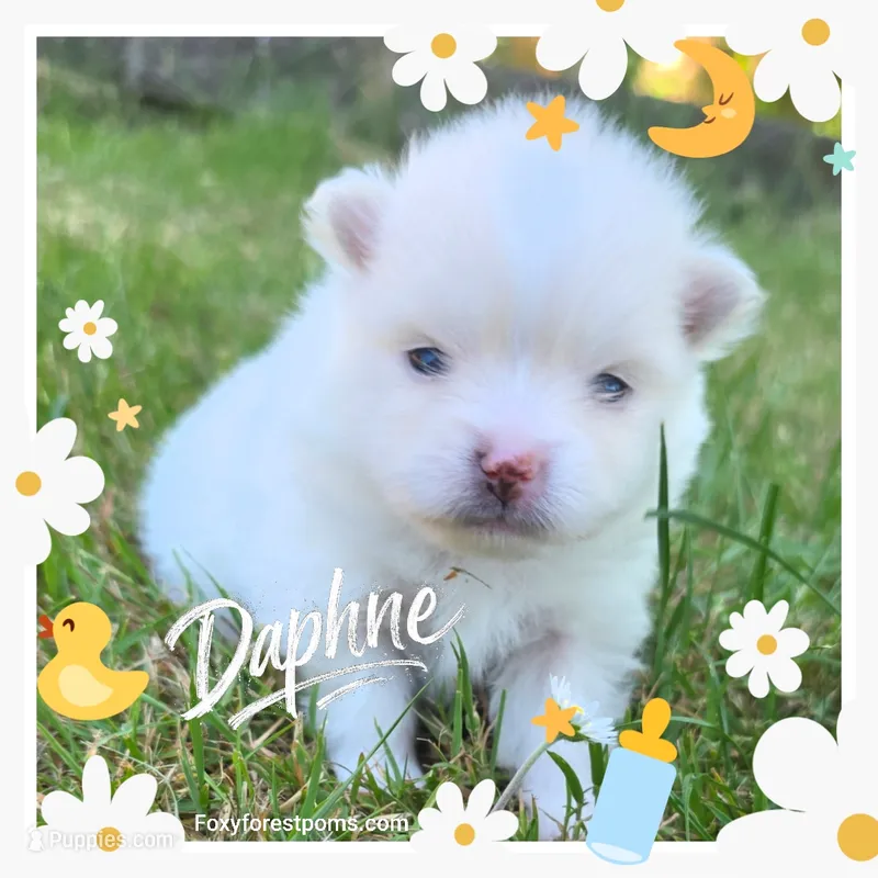 Daphne ~ AKC – Pomeranian puppy for sale in Eatonville, WA