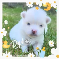 Daphne ~ AKC, a female Pomeranian for sale in Eatonville, WA – 1 of 1