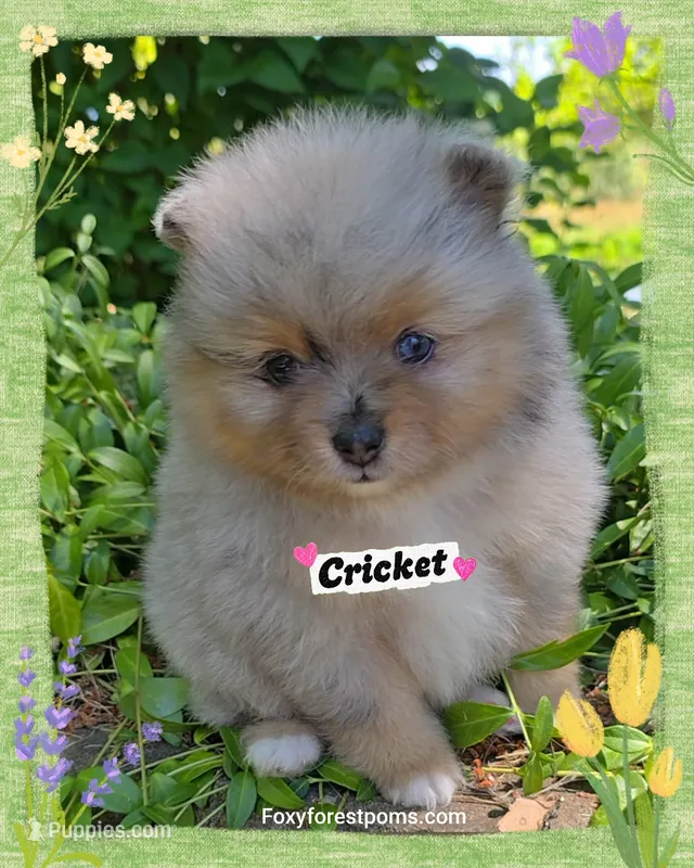 Cricket ~ AKC – Pomeranian puppy for sale in Eatonville, WA