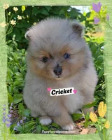 Cricket ~ AKC, a female Pomeranian for sale in Eatonville, WA – 3 of 5