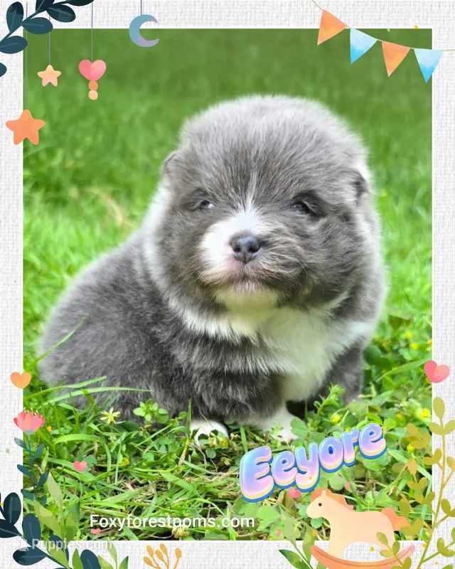 Eeyore ~ AKC – Pomeranian puppy for sale in Eatonville, WA