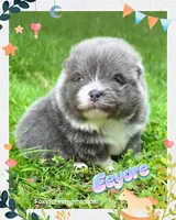 Eeyore ~ AKC, a male Pomeranian for sale in Eatonville, WA – 1 of 1