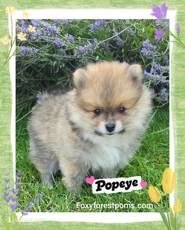 Popeye ~ AKC – Pomeranian puppy for sale in Eatonville, WA