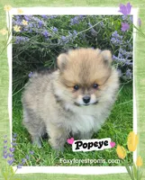 Popeye ~ AKC, a male Pomeranian for sale in Eatonville, WA – 3 of 7