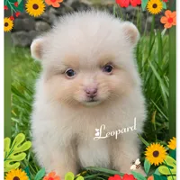 Leopard ~ AKC, a male Pomeranian for sale in Eatonville, WA – Photo 1 of 7