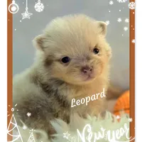 Leopard ~ AKC, a male Pomeranian for sale in Eatonville, WA – Photo 3 of 7