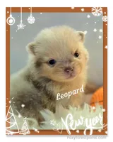 Leopard ~ AKC, a male Pomeranian for sale in Eatonville, WA – Photo 3 of 7