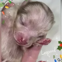 Leopard ~ AKC, a male Pomeranian for sale in Eatonville, WA – Photo 6 of 7