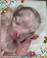 Leopard ~ AKC, a male Pomeranian for sale in Eatonville, WA – Photo 6 of 7