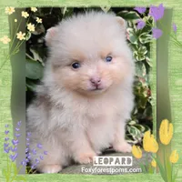 Leopard ~ AKC, a male Pomeranian for sale in Eatonville, WA – Photo 2 of 7