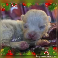 Leopard ~ AKC, a male Pomeranian for sale in Eatonville, WA – Photo 5 of 7