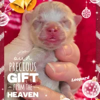 Leopard ~ AKC, a male Pomeranian for sale in Eatonville, WA – Photo 7 of 7