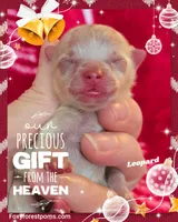 Leopard ~ AKC, a male Pomeranian for sale in Eatonville, WA – Photo 7 of 7